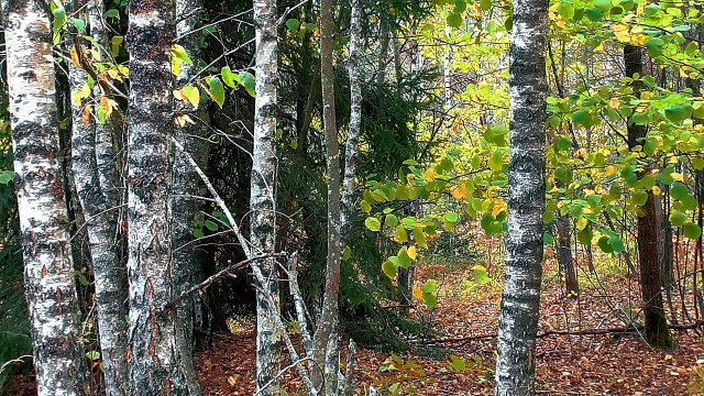 Осенний лес. Голоса птиц. Живописные пейзажи. Звуки живой природы.