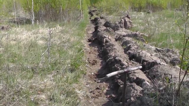 Посадка лесных культур Ели и Сосны. Сажаю лес, деревья...