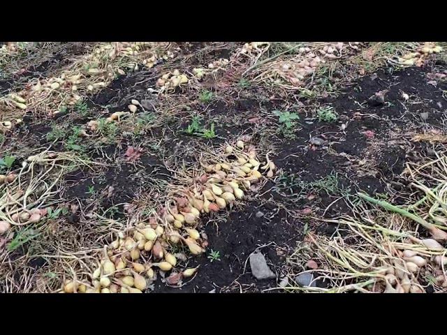 Уборка лука шалота