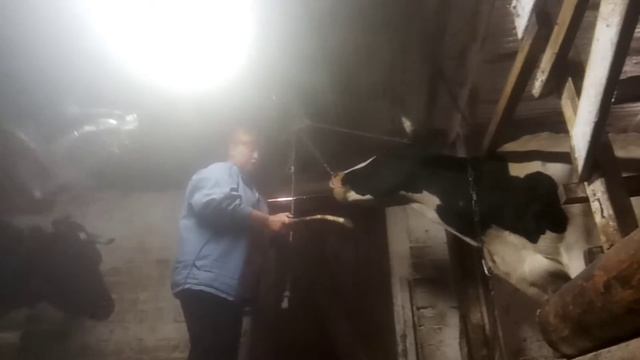 Остановка рубца и потеря жвачки у коровы! Лечим и видим результат