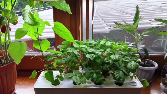 Домашний мини-огород Indoor Garden Halo 3. 15.06.24