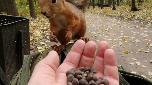 Кормил бельчонка, но тут прибежал Ушастик