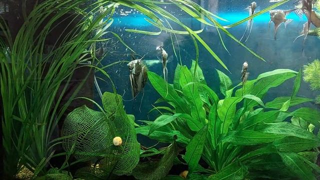 Йодинол в аквариумистике.#Будни аквариума.