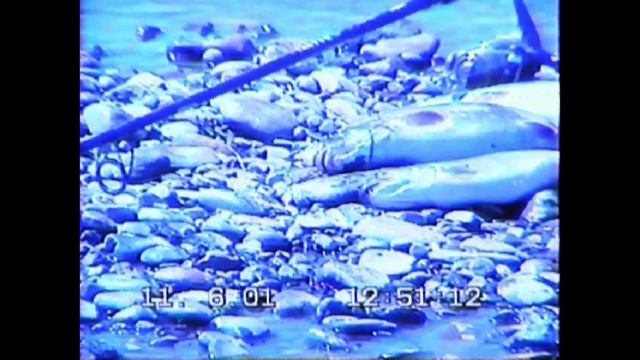 Рыбачим в таежной зоне. Ленок - классная рыба, речной лосось. 2001 год