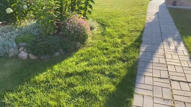 Однолетние цветы в осеннем цветнике/ сажаю Верески/ черенки укоренились/ Ленинградская область