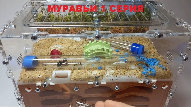 Муравьи 1