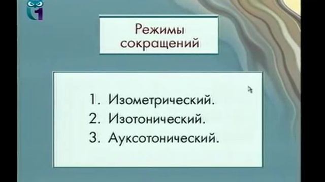Анатомия и физиология человека. Лекция 1