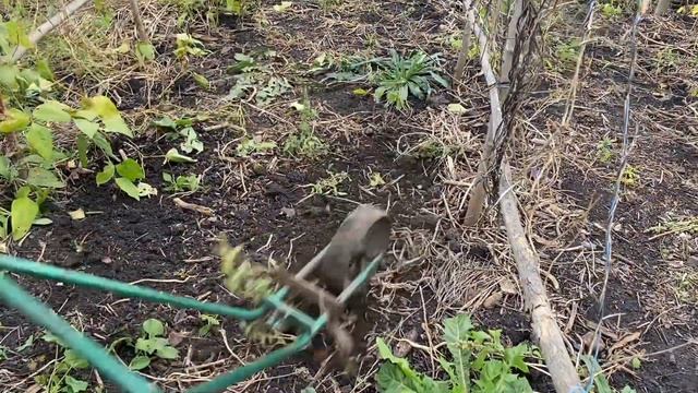 ДЕЛАЕМ ПЛОДОРОДНЫЕ ГРЯДКИ #сидераты#мульча#плодородие#биота