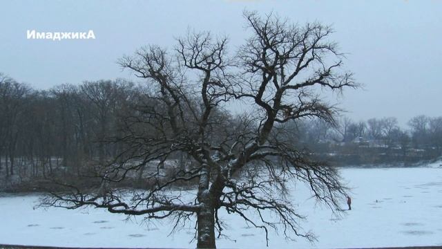 ДУБ В РАЗНОЕ ВРЕМЯ ГОДА ОСЕНЬ ЗИМА ВЕСНА ЛЕТО