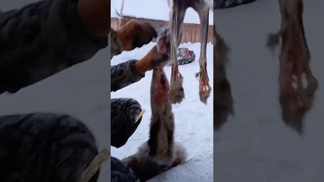 Снятие шкуры лисы