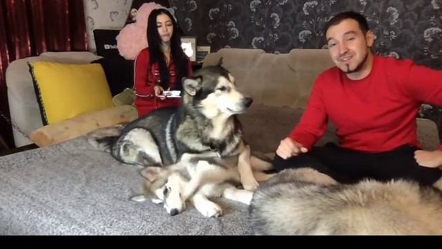 ВСЕ ПРО СОБАК | Щенок , Маламут и Хаски онлайн | Прямой эфир | Вопросы-Ответы