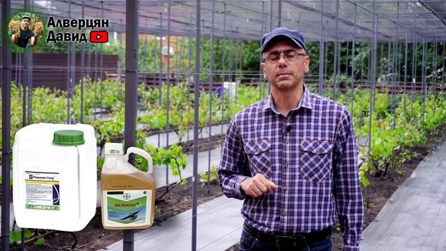 Первая обработка винограда