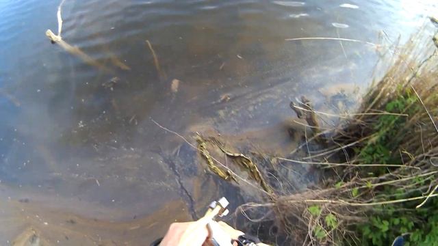 Рыбалка с рогаткой.охота с рогаткой.ловля сазана с рогаткой