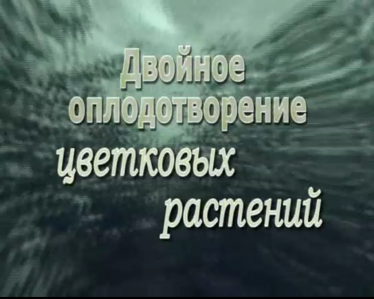 Двойное оплодотворение цветковых растений