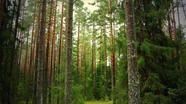 Что такое эхо?