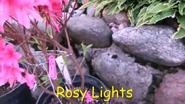 Листопадные  рододендроны -азалии- серии LIGGHTS