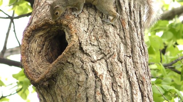видео для кошек, развлекать вашего кота