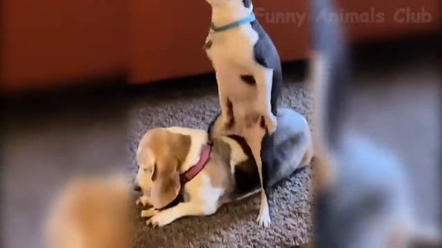 Смешные Видео С Кошками И Собаками ? ?