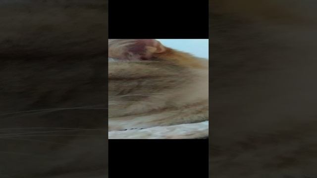 VID20230319155309.mp4