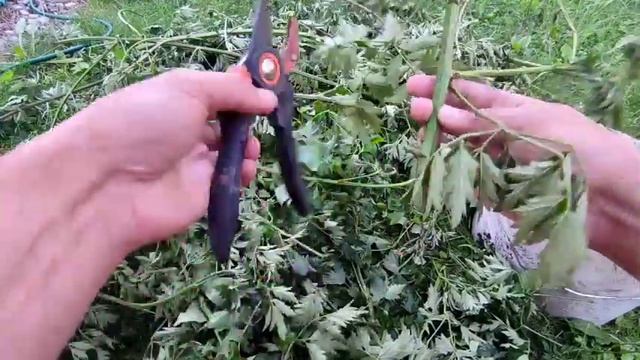 размножение ежевики черенкованием летом