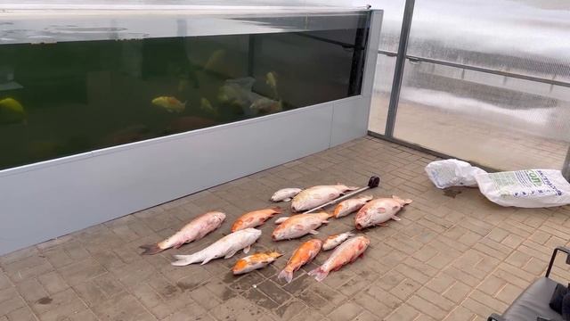 Почему погибли карпы кои? Как предотвратить болезни рыб.