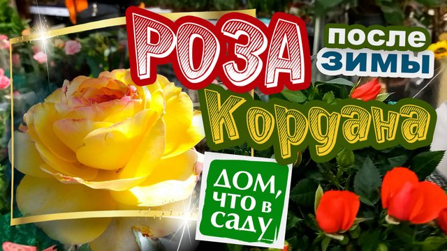 РОЗА КОРДАНА В ОТКРЫТОМ ГРУНТЕ!