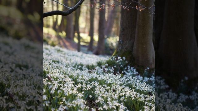 Поль Мориа токката  (весна)