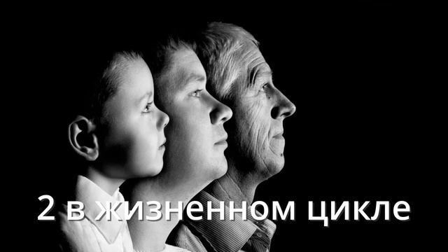 в жизненном цикле