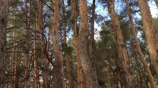 Где собирать грибы в Волгодонске