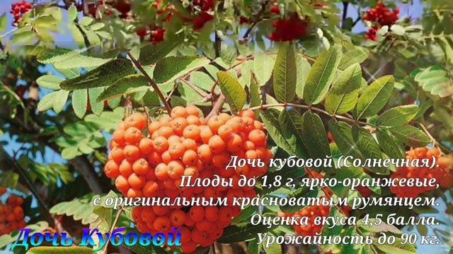 ТОП-7 самых СЛАДКИХ СОРТОВ РЯБИНЫ.