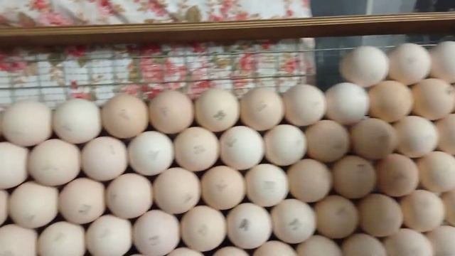 Сибирь// Получила яйцо бройлеров 🥚//Закладываю инкубатор "Матрица Вегас"