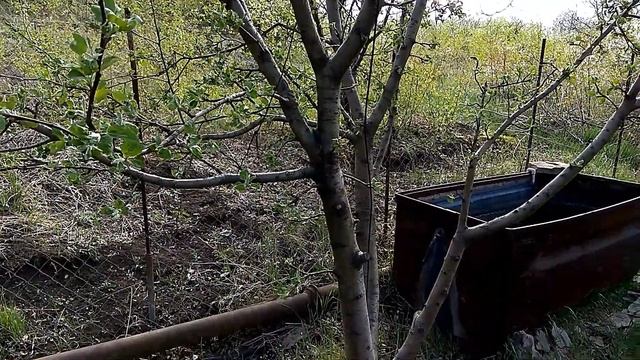 Лиса на даче. СТРАШНО одной , когда приходит такой ,,друг,,mp4