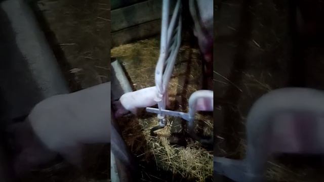 Поросята породы см-1 с хорошыми пропорции тела!