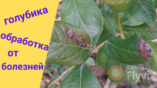 Болезни голубики и осенняя обработка.