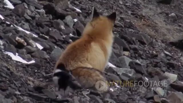 Забавные кадры с животными  Приколы с дикими животными