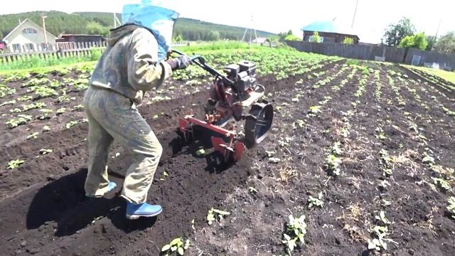 ОКУЧИВАНИЕ КАРТОШКИ МОТОБЛОКОМ С ДВУМЯ ОКУЧНИКАМИ.