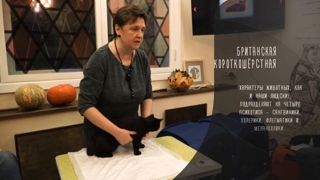 Британская короткошёрстная кошка тёмного окраса и окраса циннамон