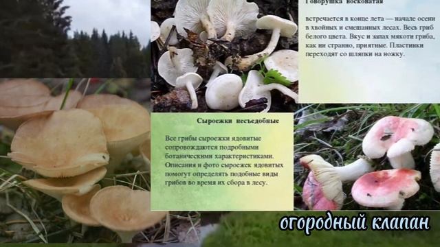 Семь самых ядовитых грибов в РФ. #ГРИБЫ #ядовитыегрибы