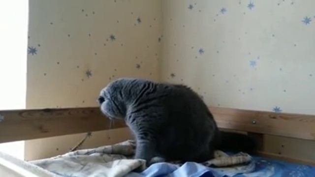 Шотландский кот злится-боится
