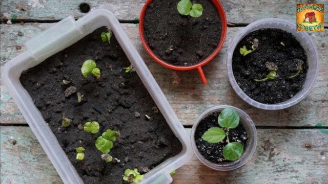 Мои ёмкости для рассады Плюсы и минусы наиболее популярных для выращивания рассады горшочков