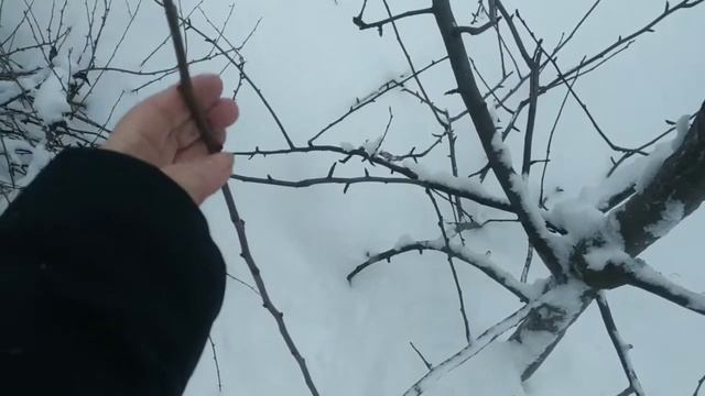 Как правильно заготавливать и хранить черенки плодовых деревьев  для весенней  прививки?