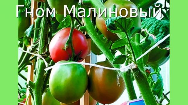 Томаты-гномы. Мои итоги и выводы. Нижний Новгород.