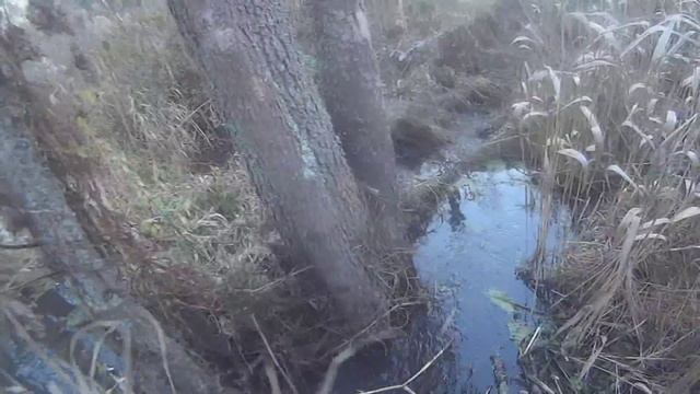 Пегая гончая Мой щенок Водные переправы Прогулка