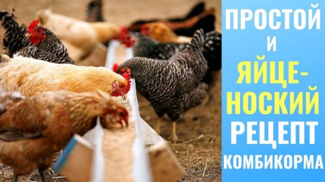 Рецепт улучшенного комбикорма для кур несушек для хорошей яйценоскости