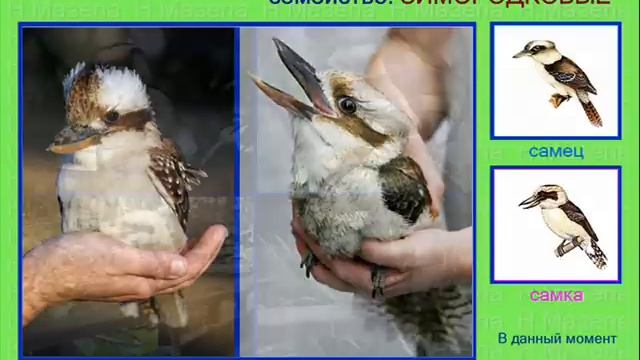 Кукабарра. Голоса птиц