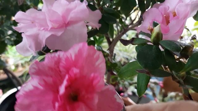 Азалия, результат укоренения черенков