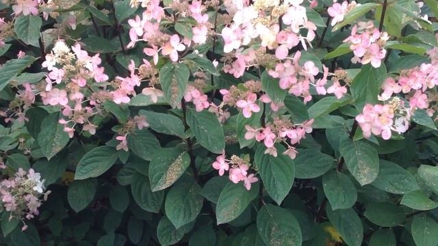 Гортензия метельчатая Пинк Даймонд розовое цветение в соседстве с розами и клематисами.