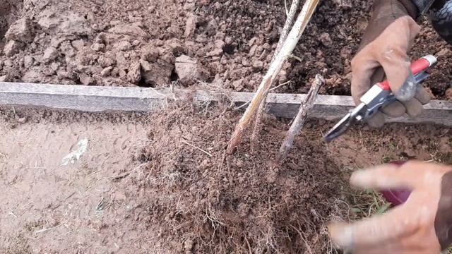 Посадка и размножение малины осенью.
