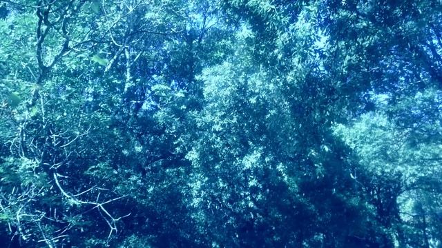 НОЧНАЯ ПТИЦА (О чем поёт ночная птица) - Андрей Сапунов - лети, я песню допою