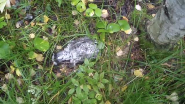 4   Часть  Охота и Рыбалка Восточная Сибирь Иркутская обл